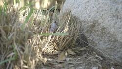 Why This Blue-Tongue Skink Is Not Quite Himself Lately Instructional Video