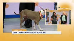 Paws and Pals: 'Latte' is ready to find her new family News Clip