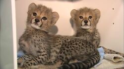 Even With Cheetahs, It’s Tough For Little Brothers to Keep Up With Older Brothers Instructional Video