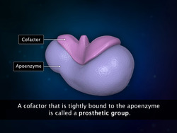 Enzymes 1 Instructional Video