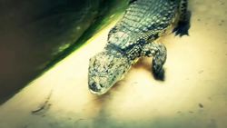 Crocodilian Interaction with Ancient and Modern Humans Instructional Video