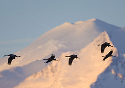 Factpack: Mountains Instructional Video