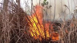Fire burns in Amazon rainforest News Clip