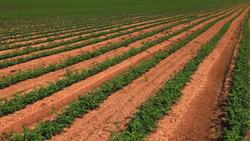 The Power of Herbal Medicine Instructional Video