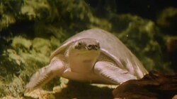 aquatic organisms Stock Footage