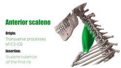 Overview of the Scalene Muscles Instructional Video