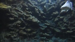 aquatic organisms Stock Footage