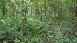 deciduous forest in Northern Thailand Stock Footage