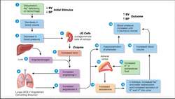 The Renin-Angiotensin-Aldosterone [RAAS] Pathway EXPLAINED Instructional Video