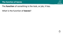 The function of leaves Instructional Video