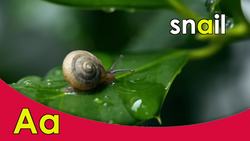 Bingo's Lingo- Vowels Instructional Video