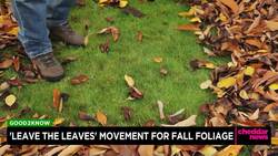 'Leave the Leaves' Movement for Fall Foliage News Clip