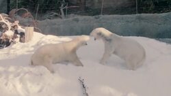 Snow Days Are Not Just For Humans! These Polar Bears Play Around in the White Stuff Instructional Video