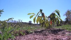 CLEAN : For blight-ridden American chestnut tree, rebirth may be in offing News Clip