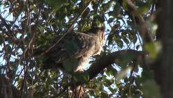 Great Horned Owl Instructional Video