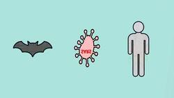 Where Did COVID-19 Come From... Chinese Lab? Bats? Wet Markets? - TLDR News Instructional Video