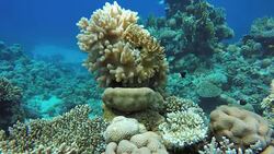 Coral reef. The marine life of tropical fish. Video under water. Stock Footage
