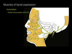 Facial nerve and facial muscles Instructional Video