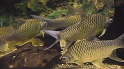 freshwater fish Stock Footage