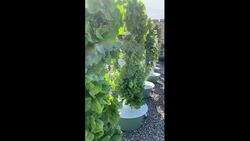 Saskatoon hospital has a new rooftop garden News Clip