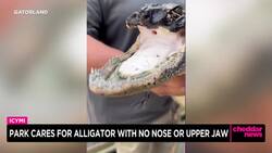 Park Cares for Alligator With No Nose or Upper Jaw News Clip