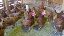 chicken creation farm animal Stock Footage