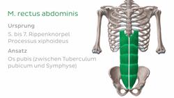 Musculus rectus abdominis Instructional Video