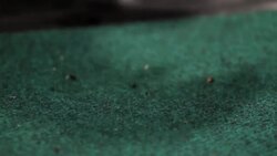 4 Care Tips for Pixie Frogs Instructional Video