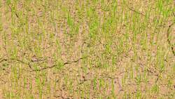 Five Facts - Leaning Tower of Pisa Instructional Video