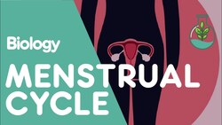 ¿Qué es el Ciclo Menstrual? Instructional Video