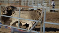 Being a Protection Athlete at the Rodeo Instructional Video