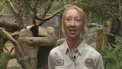 Come Along With These Zookeepers as They Test a Panda’s Hearing Range Instructional Video