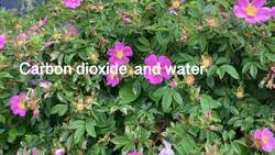 Conservation of Mass in Reactions Instructional Video