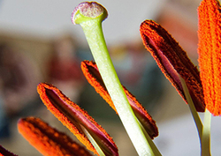 Fertilisation - Plant Reproduction Instructional Video