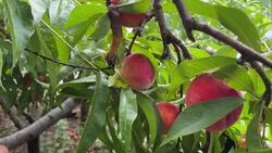 'Enjoy what the season has brought': Silverman's Farm encourages customers to shop local during peak season Instructional Video