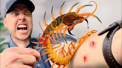 Bitten by the Black Flame Centipede! Instructional Video