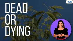 Why Do the Leaves of the Touchmenot Plant Close? Instructional Video