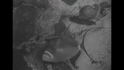 US Navy divers in the Virgin Islands News Clip