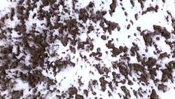 Conservation group acquires parcel of Manitoba wetland News Clip