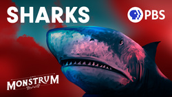 Have Humans Always Feared Sharks? Instructional Video