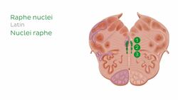 Medulla oblongata: Vagus nerve level Instructional Video