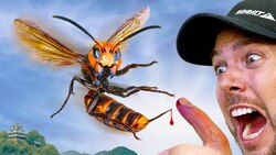 STUNG by the Murder Hornet! Instructional Video