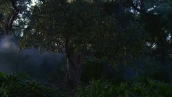 WIDE ANGLE OF TREE WITH GOLDEN APPLES OR FRUIT. LUSH FOREST WITH MIST. FERNS AND PLANTS. COULD BE GARDEN OF EDEN OR PARADISE. Stock Footage