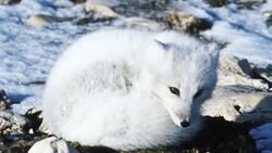 There Are So Many Different Kinds of Fox Species, It’s Insane! Instructional Video