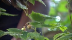 Inflation in Canada hits 39-year high News Clip