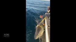 #TheMoment researchers tagged a 4.2-metre long male shark — their largest ever News Clip
