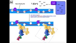 Steps of Excitation-Contraction Coupling in Skeletal Muscle [Whole Video Instructional Video