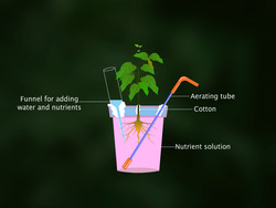 Mineral Requirements of Plants Instructional Video