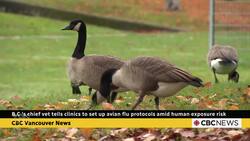 Vets are warning of avian flu in wetlands as diagnosed B.C. teen remains critical News Clip