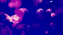 Group of Jellyfish in the dark of underwater world of sea animal Stock Footage